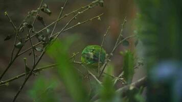 video di fischer pappagallino verde africano nel zoo