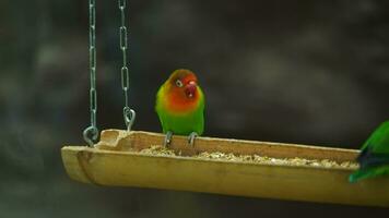 video di fischer pappagallino verde africano nel zoo