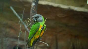 vídeo de Senegal loro en zoo video