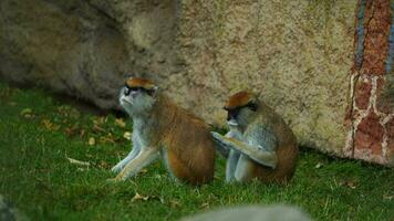 Video of Patas monkey in zoo