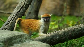 vídeo do patas macaco dentro jardim zoológico video