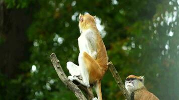 Video of Patas monkey in zoo