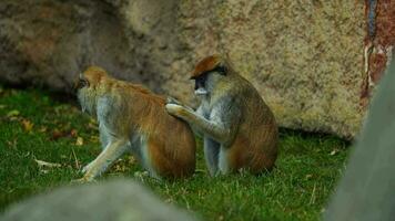vídeo do patas macaco dentro jardim zoológico video