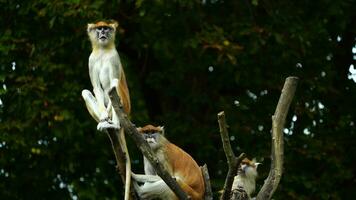 Video of Patas monkey in zoo