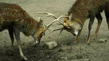 vídeo de indochino sika ciervo video