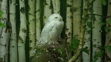 Video of Snowy owl in zoo