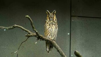 Long eared owl in zoo video
