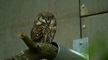 Video of Boreal owl in zoo