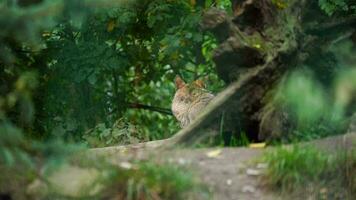 vidéo de gris Loup dans zoo video