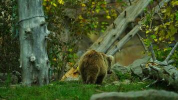 himalaya marrón oso en zoo video