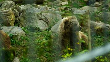 himalayano Marrone orso nel zoo video