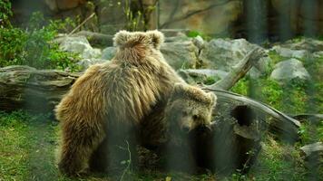 himalaia Castanho Urso dentro jardim zoológico video