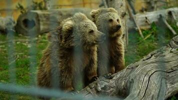 himalaia Castanho Urso dentro jardim zoológico video