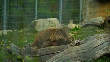 Himalaya braun Bär im Zoo video