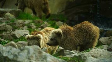 himalayan bruin beer in dierentuin video