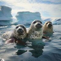 focas descansando en hielo témpano de hielo en Antártida foto