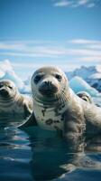 Seals lounging on ice floe in Antarctica photo