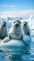 Seals lounging on ice floe in Antarctica photo