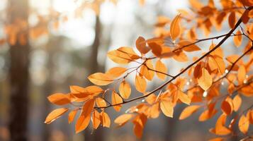 fall leaves in the forest by sunlight photo