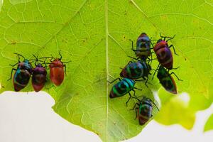 Close-up of Jewel Bug beetles or Chrysocoris stollii photo