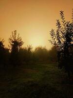Nature,Fog, green, color, Ukraine, freedom, peace. photo