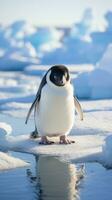 penguins waddling on ice floe photo