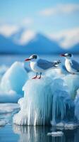 Arctic terns resting on floating ice floe photo