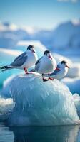 Arctic terns resting on floating ice floe photo