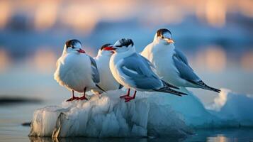 Arctic terns resting on floating ice floe photo