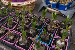 Bulbs and fresh sprouts of hyacinth flowers in plastic containers of different colors in flower shop. Buying spring plants for planting flowers in pots indoor or for flower bed. Soft, selective focus photo