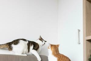 Two domestic cats playing and fighting on leather couch. Two domestic animals behavior at home concept. Selective focus, white wall, copy space photo