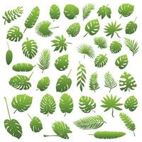 Set of tropical palm leaves, monsrel, banana leaves vector