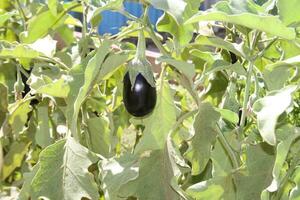 berenjena vegetal cultivado foto