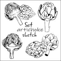 Set of edible cut artichoke buds with petals in style of sketch, doodle. Artichoke collection botanical line art drawn. Healthy food for gourmets. vector