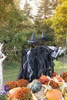 Halloween witch scarecrow, spider web, pumpkins and autumn chrysanthemum flowers decoration. Yard decor and holiday photo zone ideas for party. Selective focus, copy space