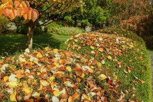 Yellow autumn prunus sargentii or North Japanese hill cherry leaves on ornamental evergreen shrubs photo