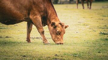 Rural Meadow Grazing Brown Cattle in Green Pasture photo