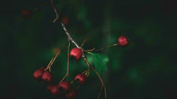 Macro Closeup of Ripe Hawthorn Berries in Autumn photo