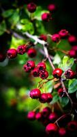 Macro Closeup of Ripe Hawthorn Berries in Autumn photo