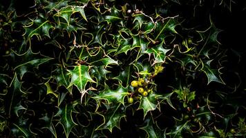 Tropical Jungle Abstract Top View Foliage photo