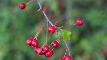 Macro Closeup of Ripe Hawthorn Berries in Autumn photo