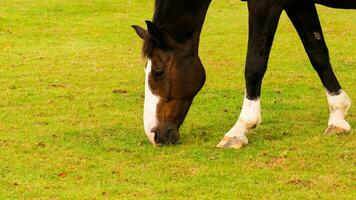 castaña belleza de cerca de un maravilloso caballo foto