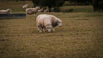 Flock of Woolly Sheep on a Countryside Farm photo