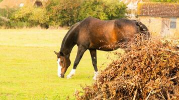 castaña belleza de cerca de un maravilloso caballo foto