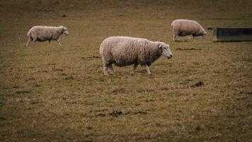 Flock of Woolly Sheep on a Countryside Farm photo