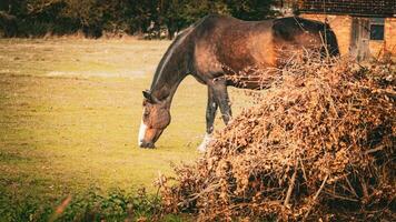 castaña belleza de cerca de un maravilloso caballo foto