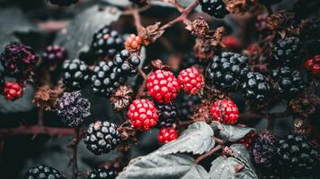 Ripe Blackberries on a Bramble Bush photo