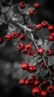 Macro Closeup of Ripe Hawthorn Berries in Autumn photo