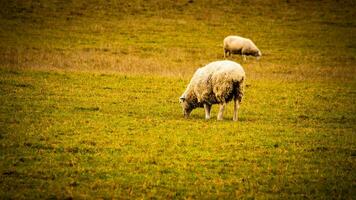 rebaño de lanoso oveja en un campo granja foto