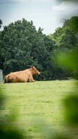 Rural Meadow Grazing Brown Cattle in Green Pasture photo